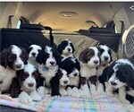 Small #1 Breeder Profile image