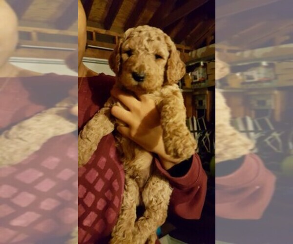 Medium Photo #40  Breeder Profile in BALDWIN HILLS, CA, USA