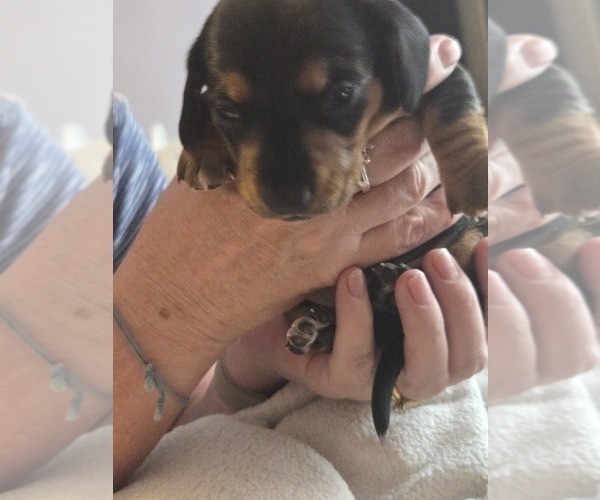Medium Photo #29  Breeder Profile in KIRTLAND, NM, USA