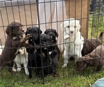 Small #2 Breeder Profile image