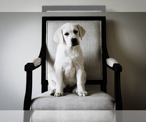 Medium Photo #1  Breeder Profile in LACEYS SPRING, AL, USA