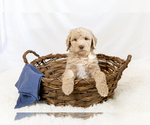 Small #5 Breeder Profile image