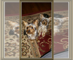 Main photo of Yorkshire Terrier Dog Breeder near ARLINGTON, TX, USA