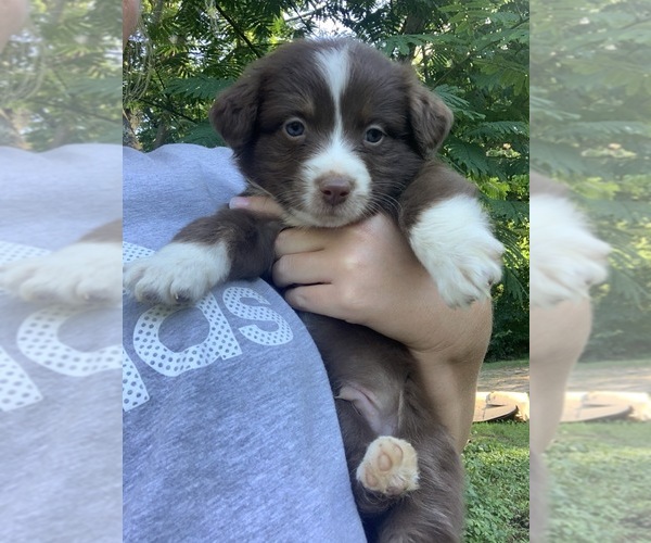 Medium Photo #1  Breeder Profile in BETHANY, IN, USA