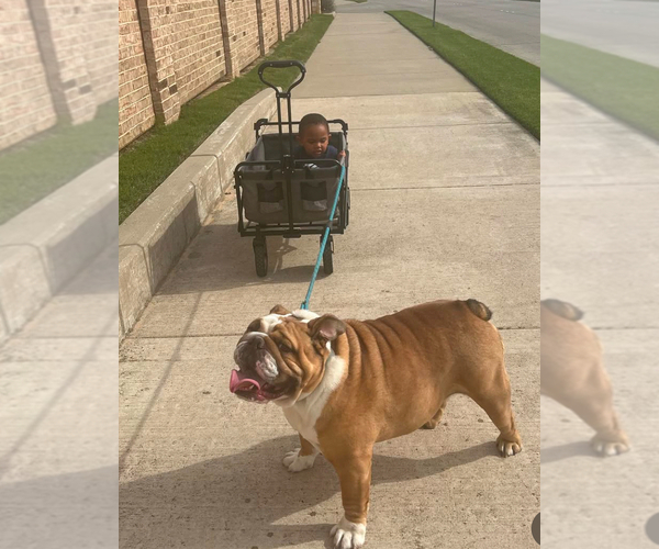 Medium Photo #5  Breeder Profile in MANSFIELD, TX, USA