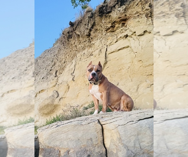 Medium Photo #2  Breeder Profile in BERTHOLD, ND, USA