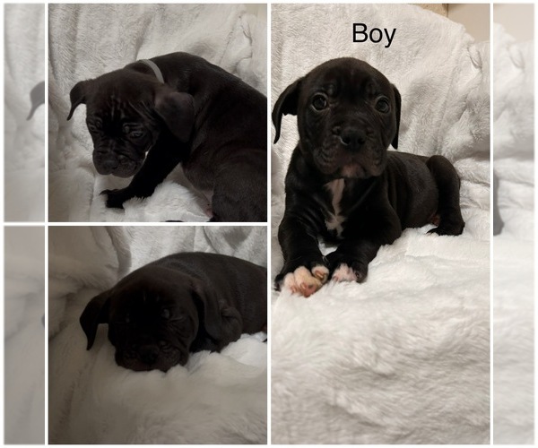 Medium Photo #5  Breeder Profile in PORTLAND, OR, USA