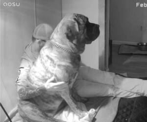 Mastiff Dog Breeder near CATO, NY, USA