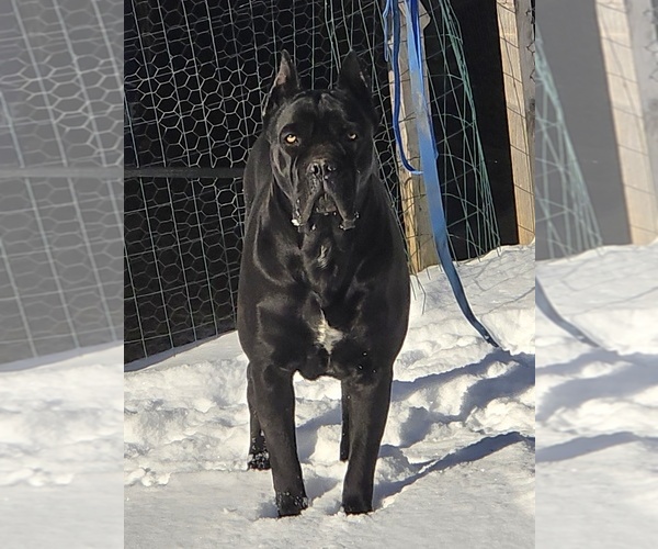 Medium Photo #1  Breeder Profile in HENRY, VA, USA