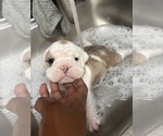 Small #1 Breeder Profile image