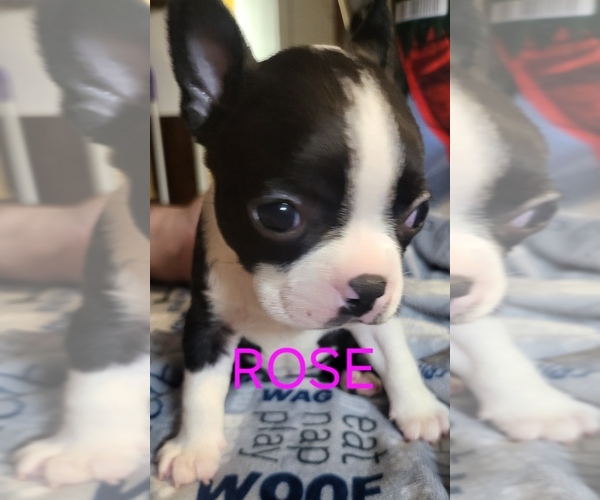 Medium Photo #6  Breeder Profile in MITCHELL, IN, USA