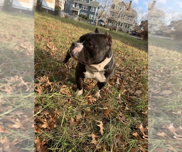 Medium Photo #49  Breeder Profile in ORANGE, NJ, USA