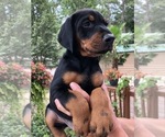 Small #51 Breeder Profile image