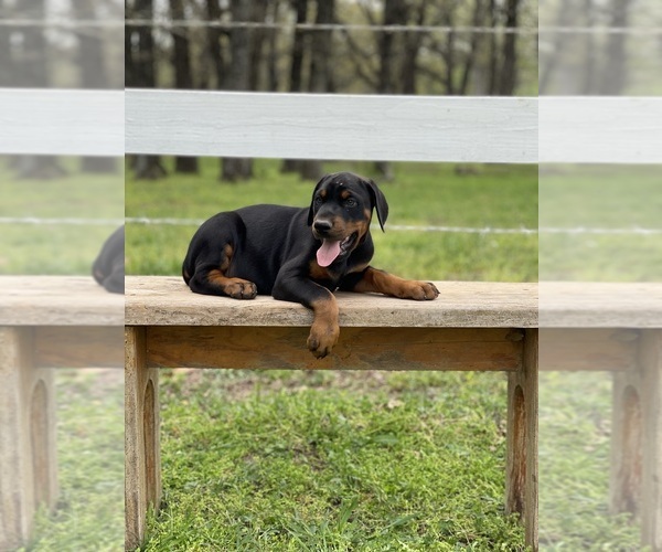 Medium Photo #10  Breeder Profile in BOYD, TX, USA