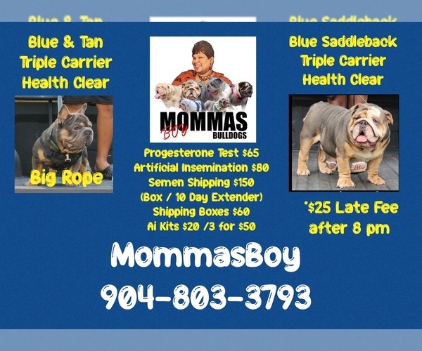 Medium Photo #2  Breeder Profile in CONYERS, GA, USA
