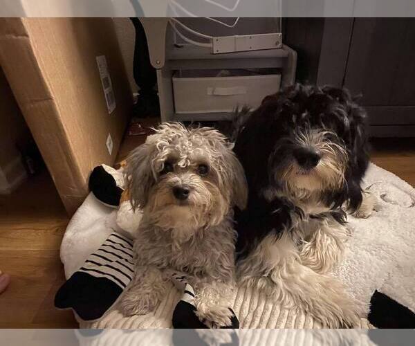 Medium Photo #1  Breeder Profile in FONTANA, CA, USA