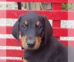 Small Photo #8  Breeder Profile in HAGERSTOWN, IN, USA