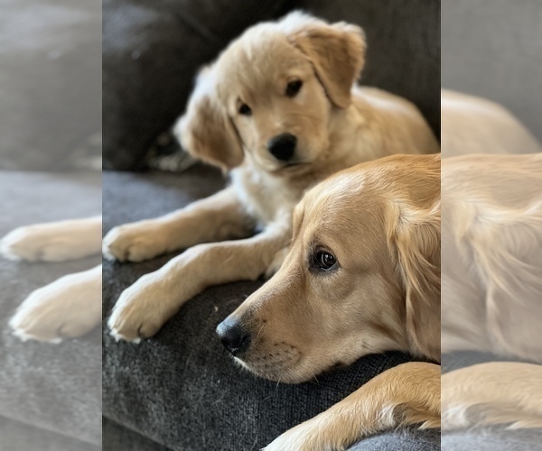Medium Photo #21  Breeder Profile in SUWANEE, GA, USA