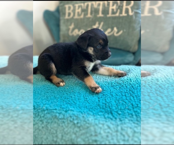 Medium Photo #6  Breeder Profile in SPARTANBURG, SC, USA