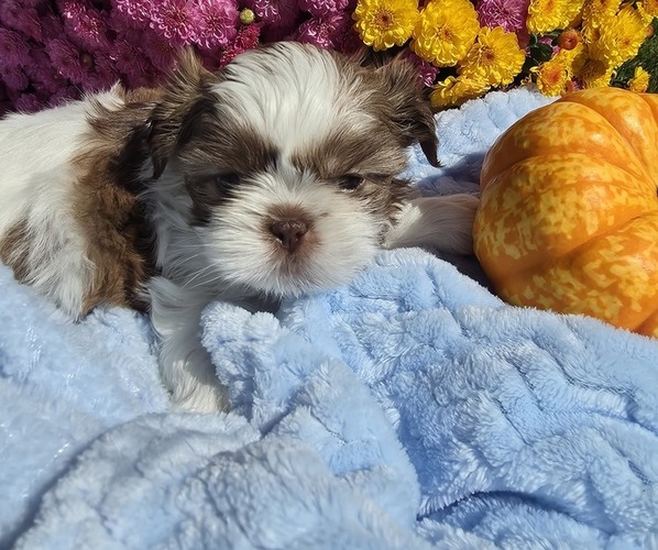 Medium Photo #3  Breeder Profile in BUFFALO, NY, USA