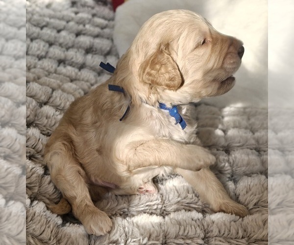 Medium Photo #6  Breeder Profile in MASSANUTTEN, VA, USA