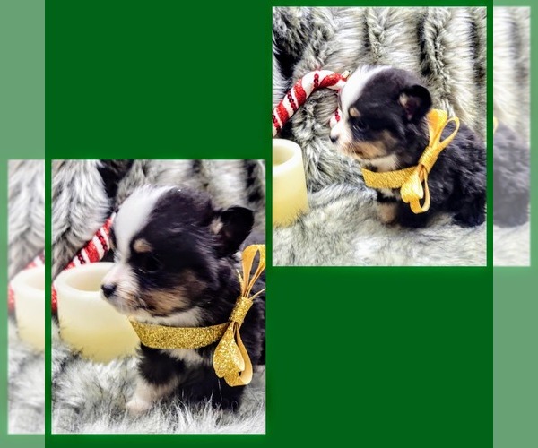 Medium Photo #7  Breeder Profile in WOODLEAF, NC, USA