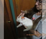 Small Photo #29  Breeder Profile in NORTHWOOD, OH, USA
