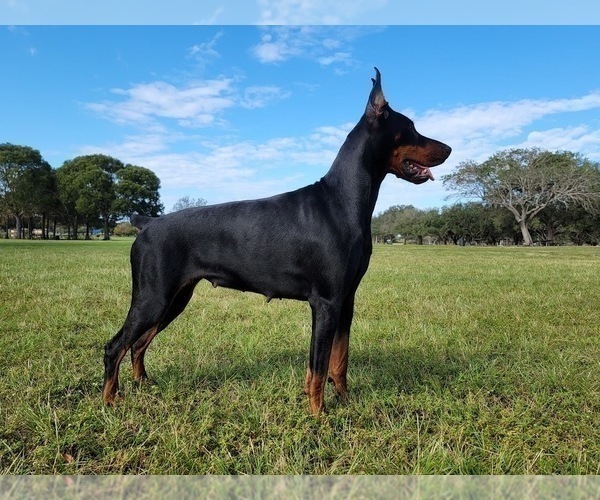 Medium Photo #21  Breeder Profile in FORT LAUDERDALE, FL, USA
