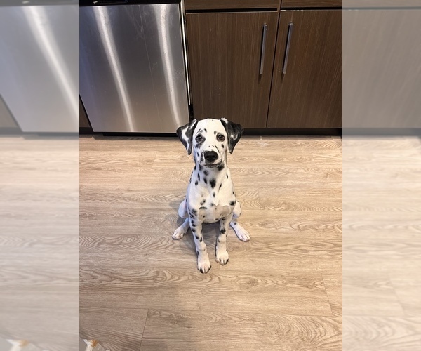 Medium Photo #1  Breeder Profile in DALLAS, TX, USA