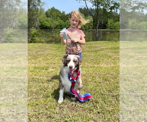 Medium Photo #5  Breeder Profile in NOLENSVILLE, TN, USA