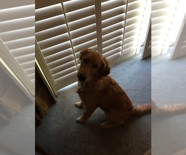 Medium Photo #20  Breeder Profile in BLUE SPRINGS, MO, USA