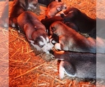 Small #6 Breeder Profile image