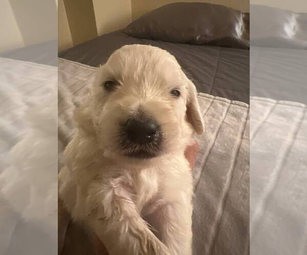 Medium Photo #1  Breeder Profile in VALLEJO, CA, USA