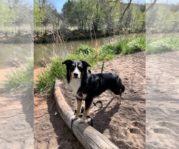 Medium Photo #1  Breeder Profile in GLENDALE, AZ, USA