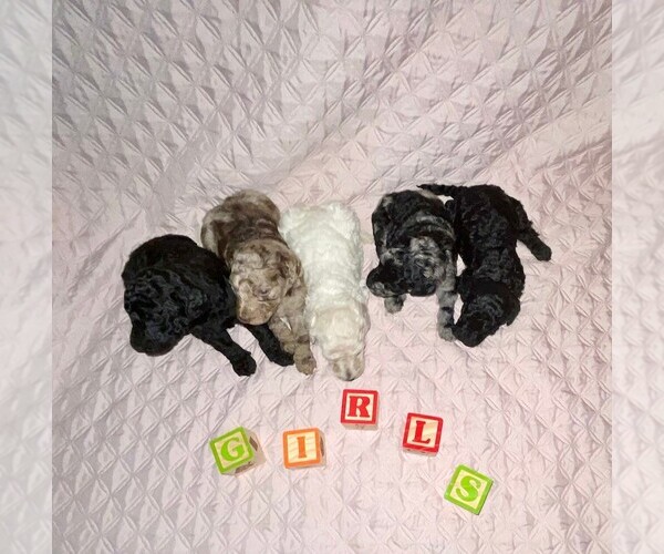 Medium Photo #1  Breeder Profile in CADDO, OK, USA