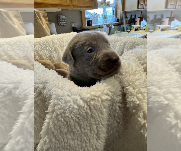 Medium Photo #8  Breeder Profile in OUTLOOK, WA, USA