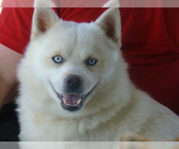 Medium Photo #1  Breeder Profile in ASHLAND, MO, USA