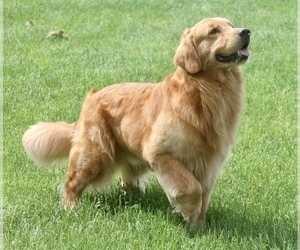 Golden Retriever Dog Breeder near DETROIT, MI, USA