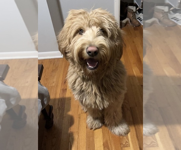 Medium Photo #1  Breeder Profile in INDEPENDENCE, MO, USA