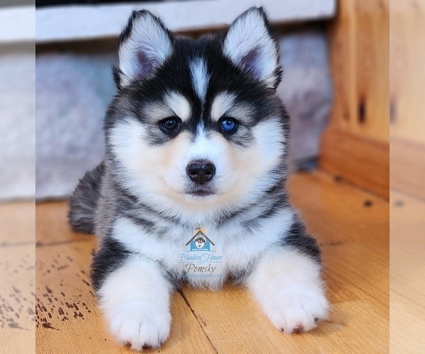 Medium Photo #63  Breeder Profile in BURNS TOWNSHIP, MN, USA