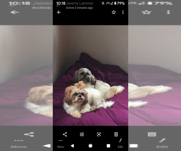 Medium Photo #19  Breeder Profile in NEENAH, WI, USA