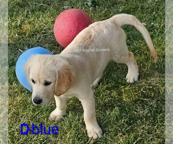 Medium Photo #7  Breeder Profile in BROWNSTOWN, MI, USA