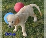 Small #6 Breeder Profile image