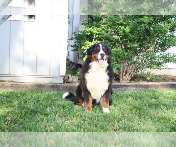 Medium Photo #1  Breeder Profile in BIRD IN HAND, PA, USA