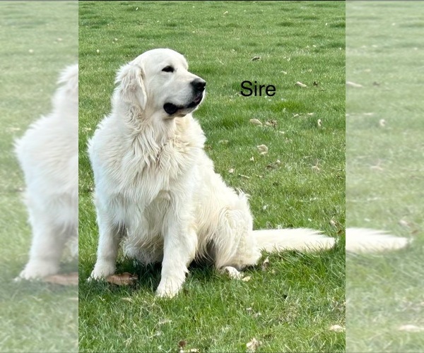 Medium Photo #5  Breeder Profile in WASHINGTON, IN, USA