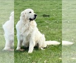 Small #4 Breeder Profile image