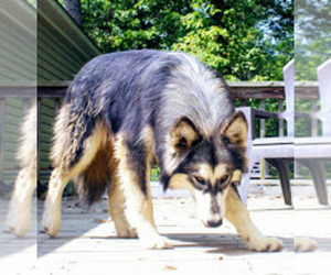 Wolf Hybrid Dog Breeder in BYBEE,  USA