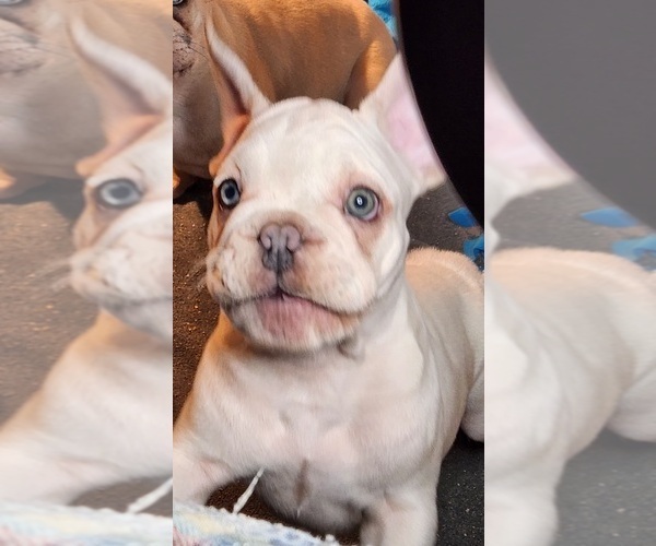 Medium Photo #1  Breeder Profile in BAKER CITY, OR, USA