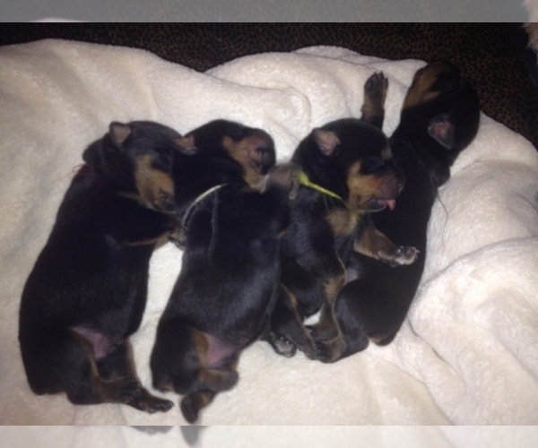 Medium Photo #1  Breeder Profile in Nampa, ID, USA
