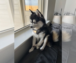 Alaskan Klee Kai Dog Breeder near HASLET, TX, USA